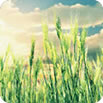 Sustainable Development
